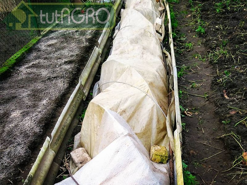 Морозы до минус 30 оС виноград легко перенесет - AGROzen