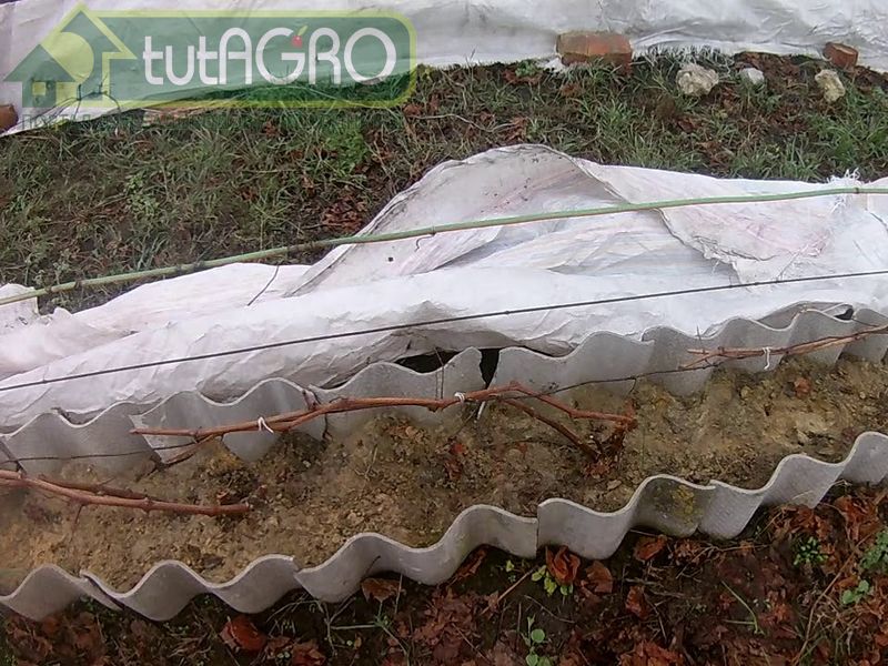 Винограду необходимо более надежное укрытие - AGROzen