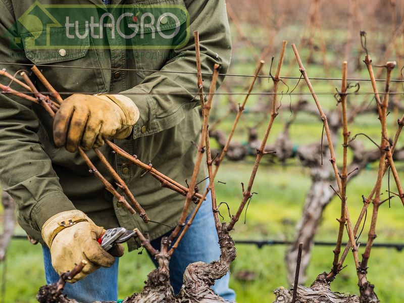 Обрезка лозы, значительно увеличивает плодоносность кустов винограда - AGROzen