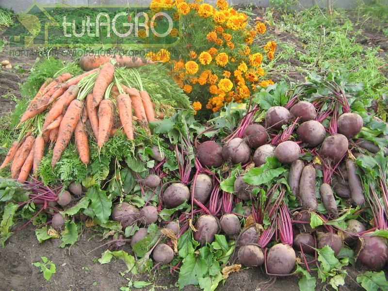 Корнеплод с признаками поражения болезнями хорошо храниться не будет - AGROzen