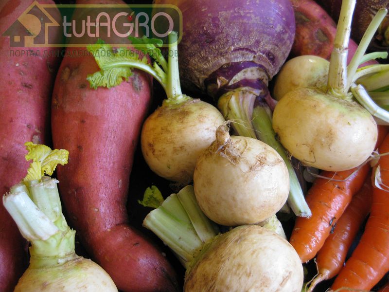 Соблюдайте температуру хранения - AGROzen