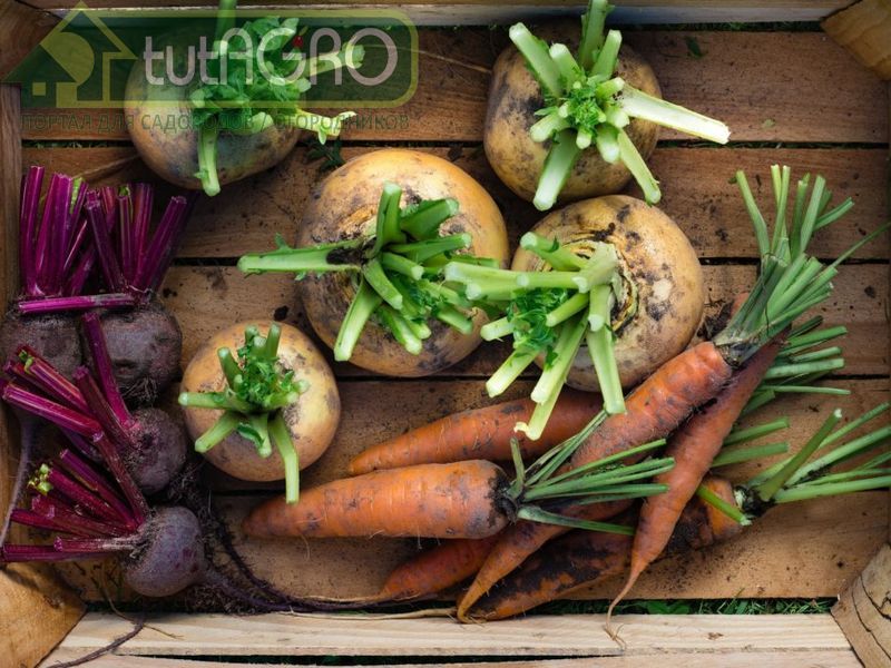 Как сохранить корнеплоды до весны? - AGROzen