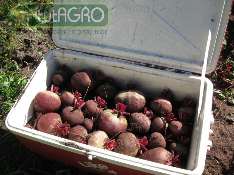 Корнеплод - это «живой организм» - AGROzen