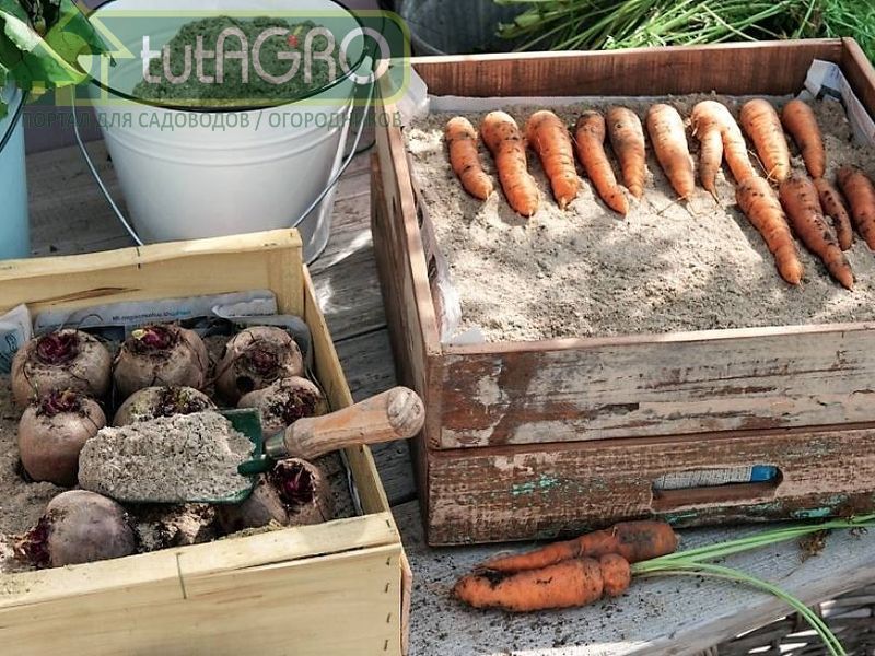 Лежкость корнеплодов увеличится, если увлажнить этот песок раствором препарата сенной палочки - AGROzen