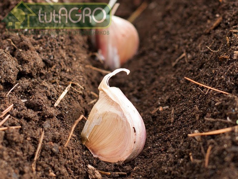 Посадили под зиму чеснок. Что дальше? - AGROzen