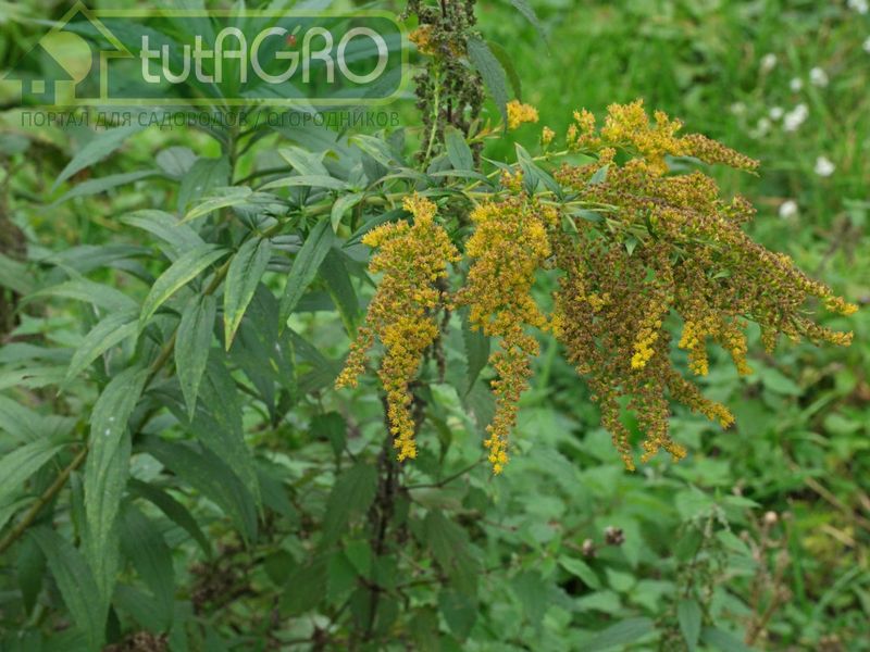 В борьбе с сорняками большое значение имеет мульчирование растительными остатками - AGROzen