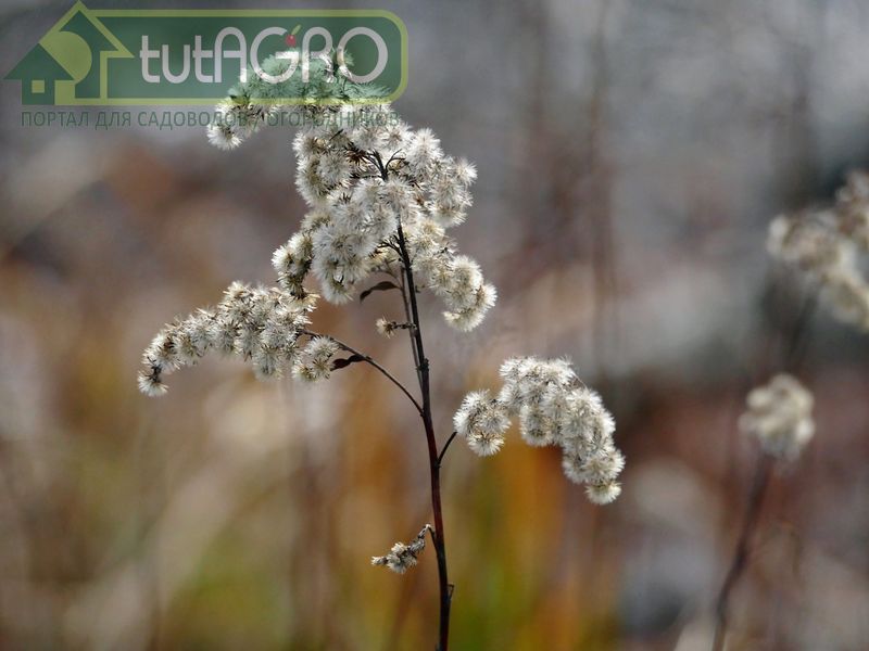 Одним из таких растений является золотарник канадский - AGROzen