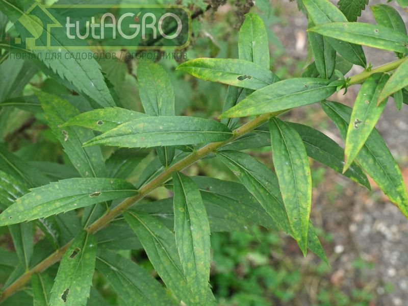 И корни, и надземная часть золотарника содержат мощные гербицидные вещества - AGROzen