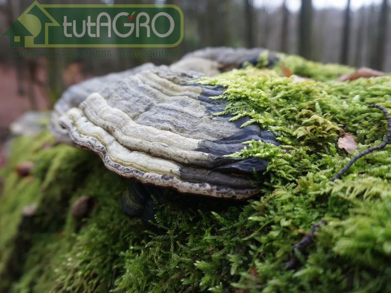 Вакцина от всех болезней сада и огорода - AGROzen