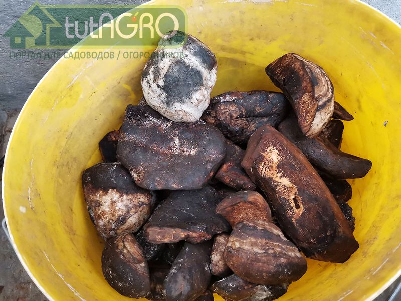 Рецепт раствора хитозана от Ивана Русских - AGROzen