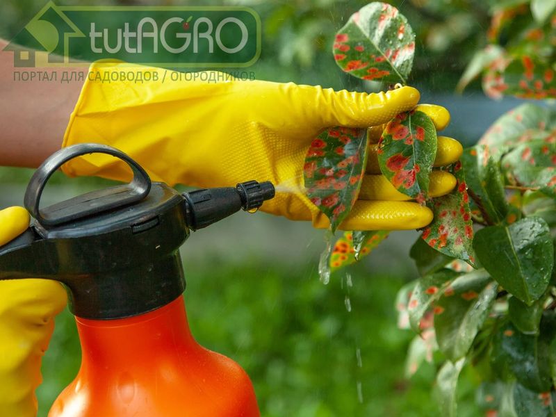 Применение раствора хитозана - AGROzen